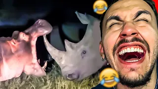juntaram os animais mais burros da selva em um vídeo