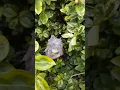 Rain spider