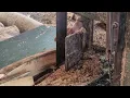 PRO-LEVEL Sawmill Magic Transform Whole Logs into Precision Planks