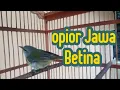 Download Lagu opior Jawa Betina Gacor @ponirankwokchannel