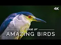 Download Lagu Amazing Birds: 1 HOUR of Colorful Birds with Ambient Music (4K UHD Film)