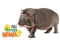 Download Lagu * HIPPO * | Animals For Kids | All Things Animal TV