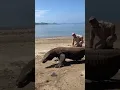 Lagu Giant Komodo Dragon 😱🦖 Komodo National Park.