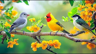 Birdsong Journeys Piano Explore Global Forests With Soothing Melodies 