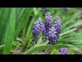 Reiki 3 Minute Timer with Relaxing Piano & Flute Music and Nature Sounds ~ 26 x 3 Tibetan Bell Timer