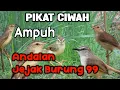 Download Lagu Mp3 pikat ciwah/prenjak sawah paling ampuh andalan Jejak burung 99 ❗