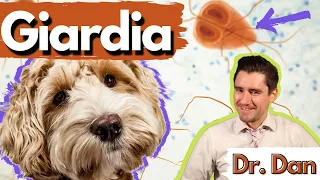 Giardia in the dog and cat Dr Dan - what giardia is giardia symptoms diagnosis and treatment