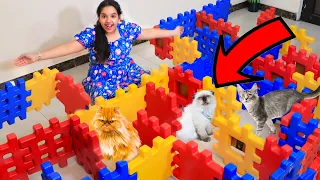 أغرب تدريب للقطط شفا لبست القطط الصغيره الكيوت ملابس 