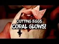 Cutting Ball Python Eggs - Coral Glows