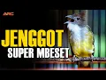 Download Lagu MASTERAN CUCAK JENGGOT GACOR SUPER MBESET