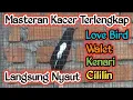 Download Lagu LANGSUNG NYAUT MASTERAN KACER TERLENGKAP