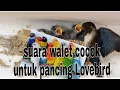 Download Lagu Suara burung walet cocok untuk pancing Lovebird biar ngekek gacor.