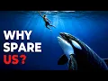 Why The Deadliest Predator in the Ocean Refuses to Kill Us