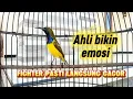 Download Lagu PANCINGAN SOGON AGAR EMOSI KELUAR || SOGON FIGHTER PASTI LANGSUNG GACOR#sogon #sogongacor 
