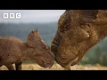 Download Lagu Mum Protects Baby Pachyrhinosaurus | Walking With Dinosaurs - BBC