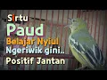 Download Lagu Sirtu Paud belajar Nyiul, positif Jantan
