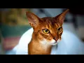 abyssinian cat for sale price