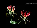 Download Lagu Maalai Karukkalile andha malligai thottathile