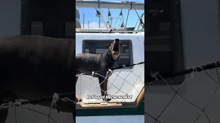 #fyp #vlog #dream #pets #sailing #doberman