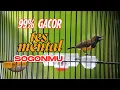 Lagu live Pancingan Burung Sogon Malas Bunyi Jadi Gacor ‼️ Terbukti Ampuh