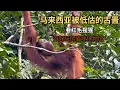 Download Lagu 马来西亚被低估的古晋，看红毛猩猩，逛猫咪博物馆，可玩性很高！【痒痒看世界】 #马来西亚 #古晋 #红毛猩猩 #猫咪 #旅行vlog