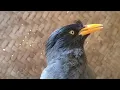 Download Lagu Burung Jalak Kebo Gacor, cocok untuk Pancingan Jalak Anda