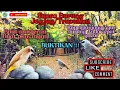 Download Lagu BUKTIKAN !!! SUARA BURUNG TRUCUKAN/JOGJOG GACOR ROPEL PANJANG MP3 BUAT MASTERAN ATAU PANCINGAN.