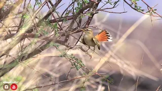 تغريد ابو الحناء احمر الذيل 