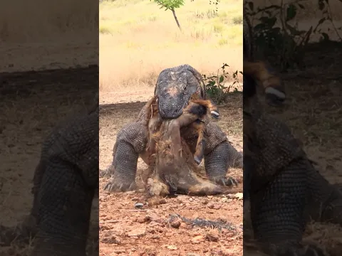 Don't Blink, Watch How Komodo Dragons Eat Their Prey