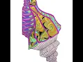 Digital colouring sea shell fast fwd mode with Sketch