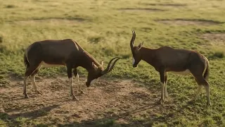 Blesebok The antilope Built to Survive the Open Plains