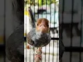 Prenjak Betina Gacor Suara Lantang