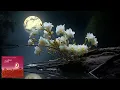 Download Lagu Michael Cretu - Moonlight Flower (1979 - Moon, Light \u0026 Flowers)