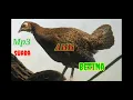Download Lagu MP3 suara ayam hutan hijau cocok buat nyanggong