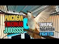Download Lagu Pancingan Paling Joss Trucukan Gacor Tarung Nggaruda Fighter, Jamin Langsung Emosi Panas Trucukanmu