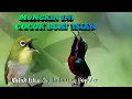 Lagu Pancingan Burung Terbaik Konin VS Pleci