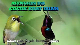pancingan burung terbaik konin vs pleci
