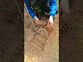 Lagu A TRAP IN FIVE MINUTES #survival #bushcraft #trap