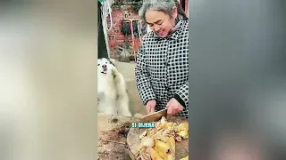 Los hombres tienen escondites secretos en la casetadel perro#funnyshorts #pets #love #cute 