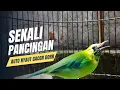 Download Lagu CUCAK RANTING GACORAN!? MASTERAN CUCAK RANTE TROTOLAN JANTAN AMPUH Download Lagu CUCAK RANTING GACORAN!? MASTERAN CUCAK RANTE TROTOLAN JANTAN AMPUH