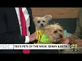 Pets of the week Benny and Beth