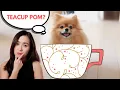 Don t Get a Teacup Pomeranian Before Watching This
