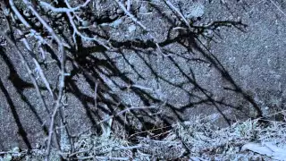 HOWL BE QUIET ライブオアライブ 