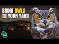 Download Lagu 5 Tips for Attracting Owls to Your Backyard