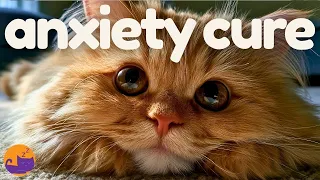 Leaving Your Cat Home Alone? 🐾 Play This Relaxing Music for Cats