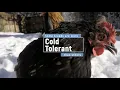 Choosing Chickens Which Breeds Handle Cold Weather Best