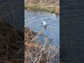 Download Lagu Egret Stands Silently in the Middle of the Stream as it Hunts! - Critter Moments