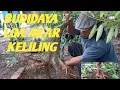 Download Lagu Cara program akar bahan bonsai pohon loa