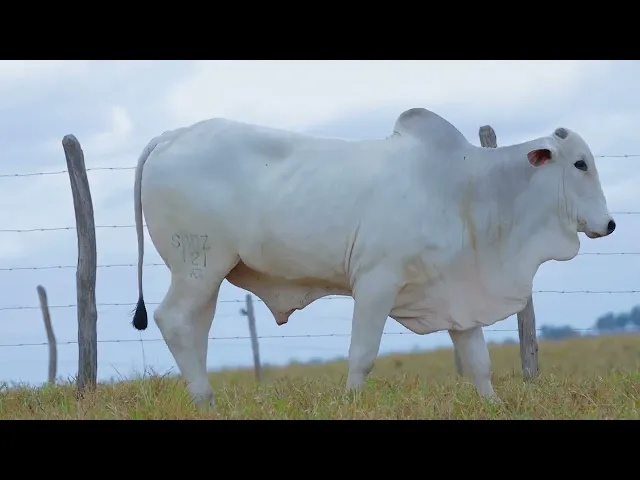 Touro Nelore SABZ - 121