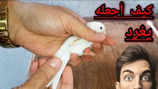 لماذا ذكر طائر الكناري لا يغرد وصوته منخفض  كيف أجعل الكناري يغرد بشكل مستمر وبصوت عالي   دندنها